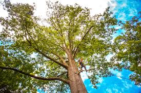 How Our Tree Care Process Works  in  Fairfax, OK